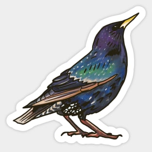 European Starling Sticker